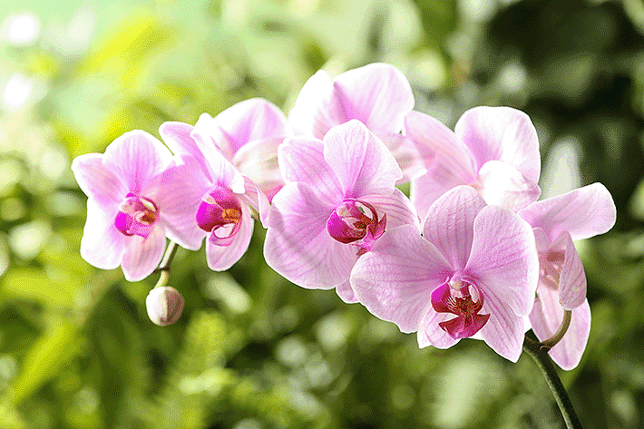 Orquídeas da Orquídea Mania